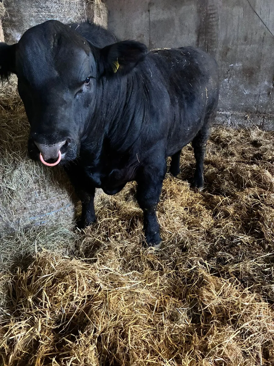 Angus bull - Image 1