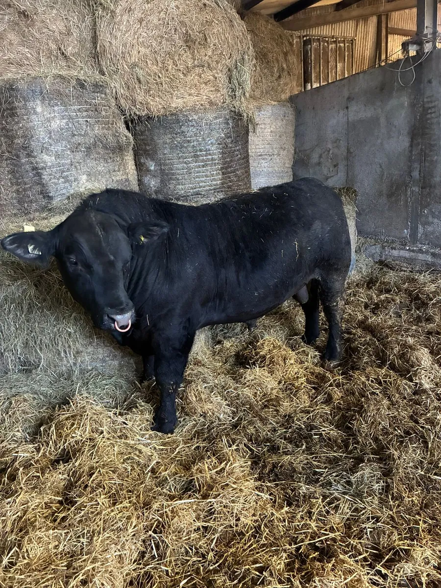 Angus bull - Image 2