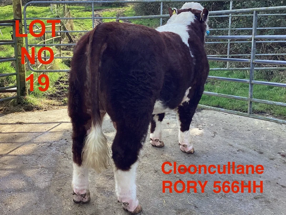 Lot 19 Clooncullane Hereford’s - Image 1