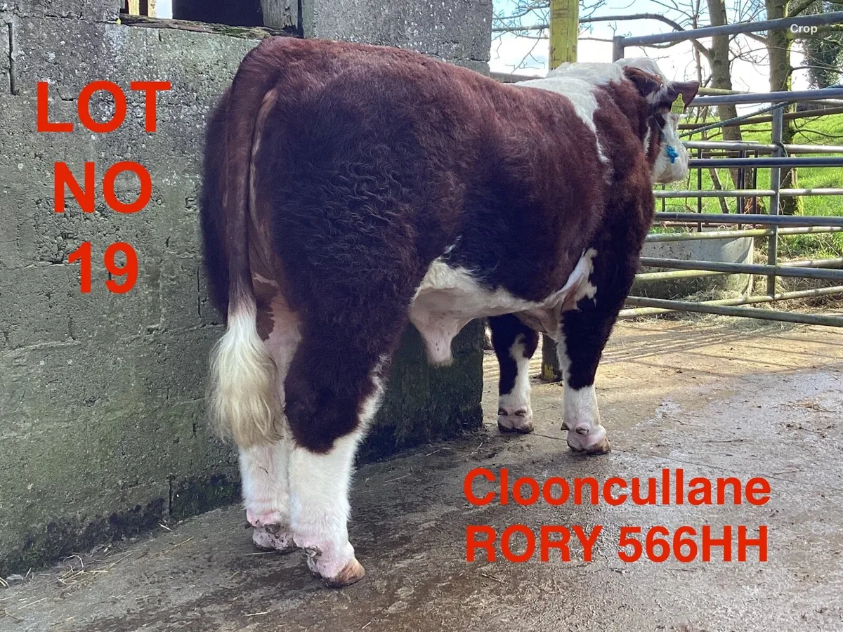 Lot 19 Clooncullane Hereford’s - Image 2