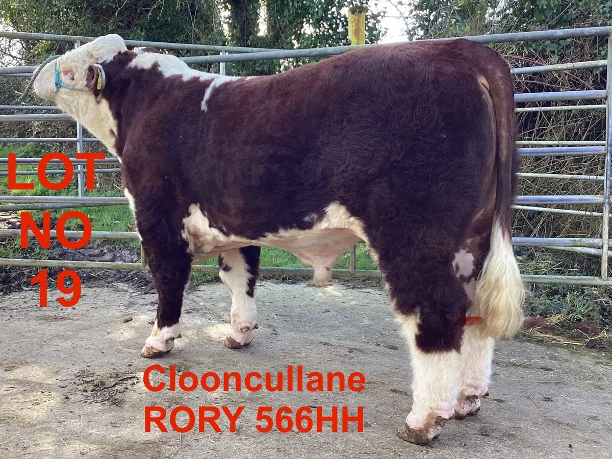 Lot 19 Clooncullane Hereford’s - Image 3