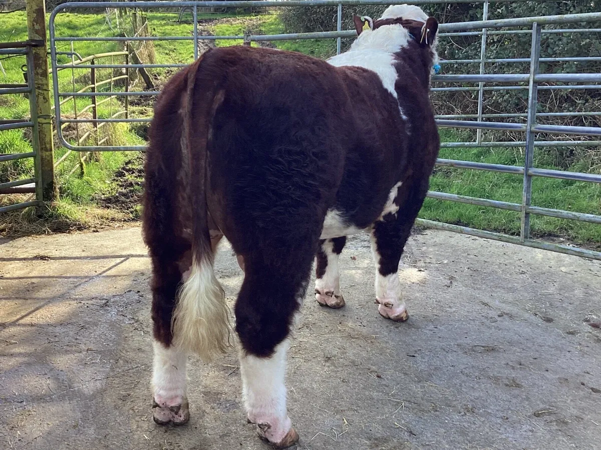 Lot 19 Clooncullane Hereford’s - Image 4