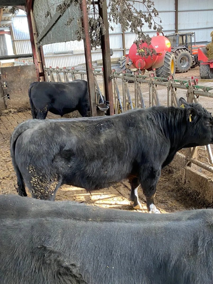 Pedigree Aberdeen Angus bulls - Image 3