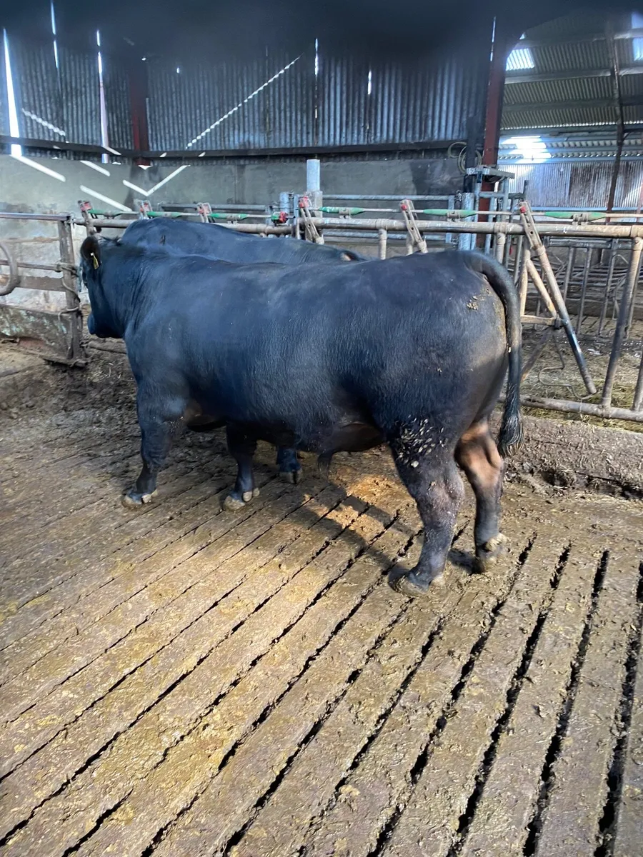 Pedigree Aberdeen Angus bulls - Image 4