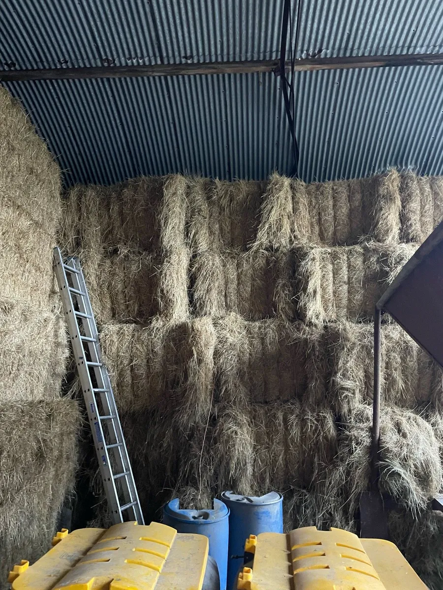 Organic Hay Large Square - Image 2