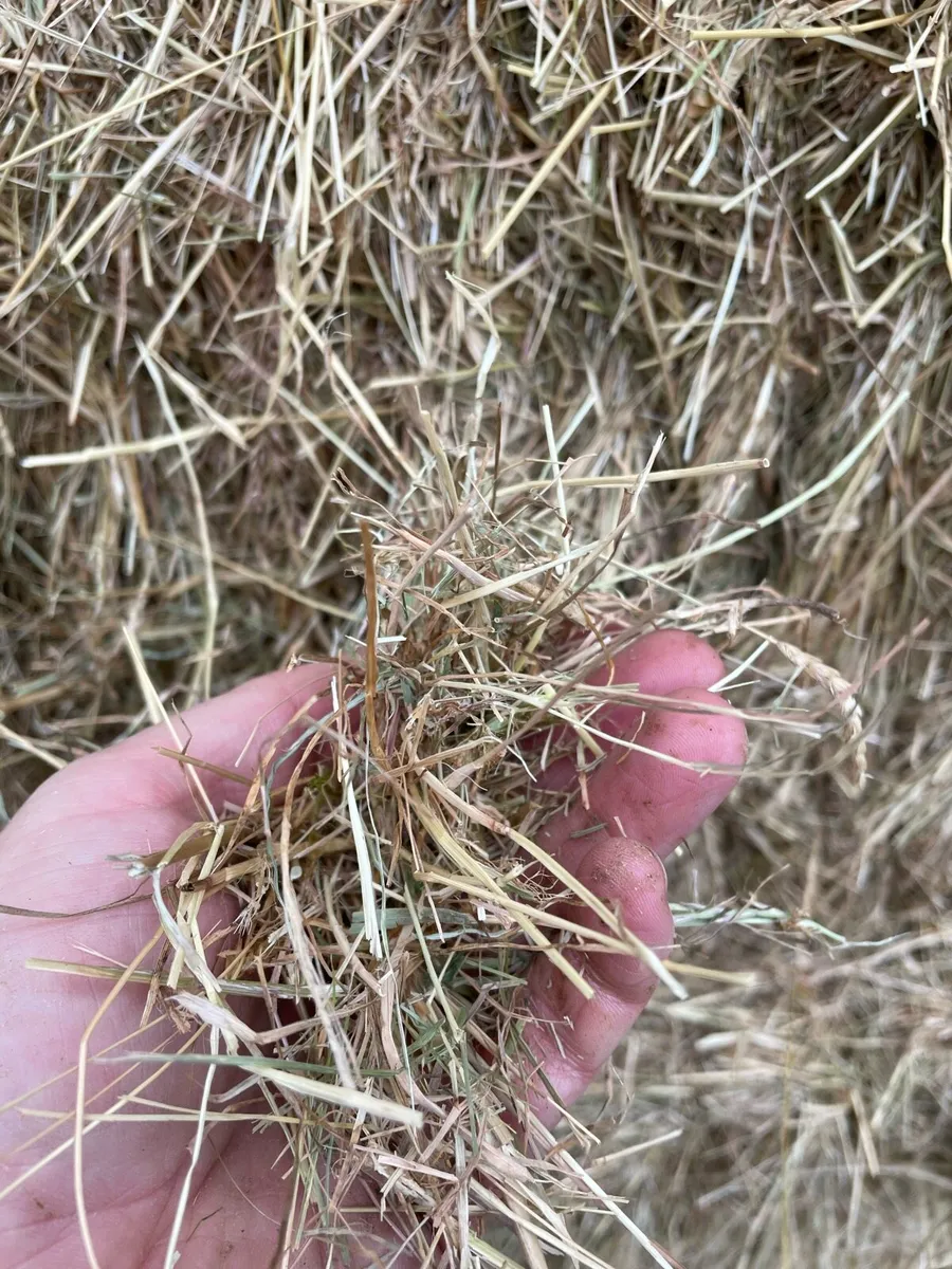 Organic Hay Large Square - Image 3