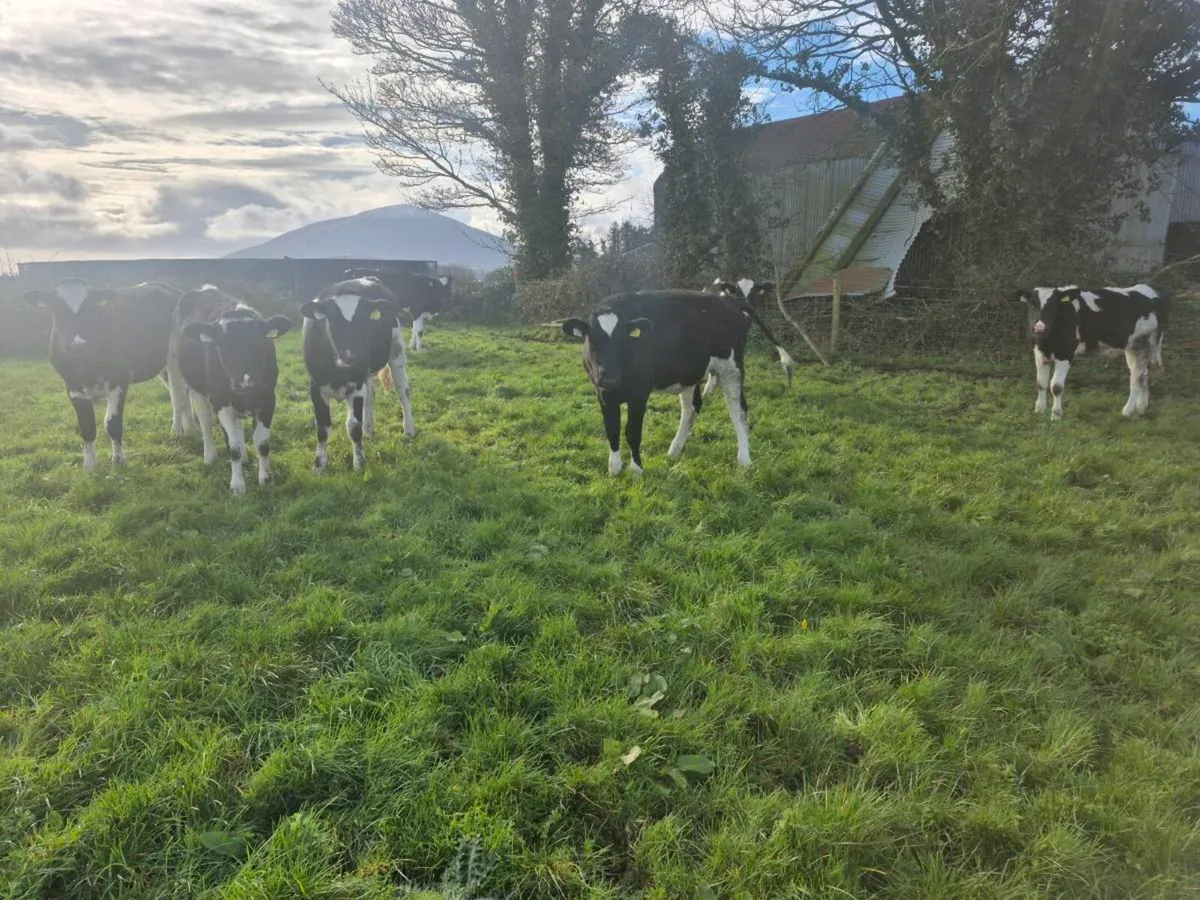 Fresian heifers