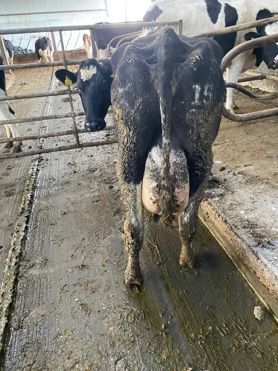 Fr cows for calf rearing - Image 1