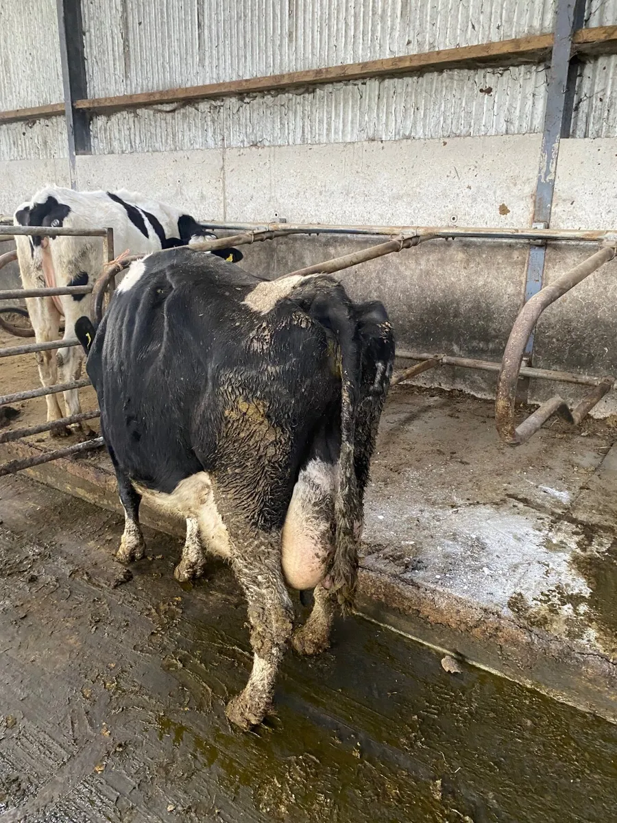 Fr cows for calf rearing - Image 2