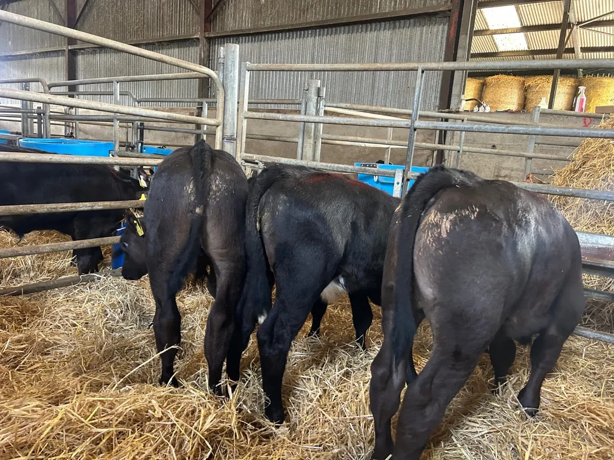 Angus calves - Image 2