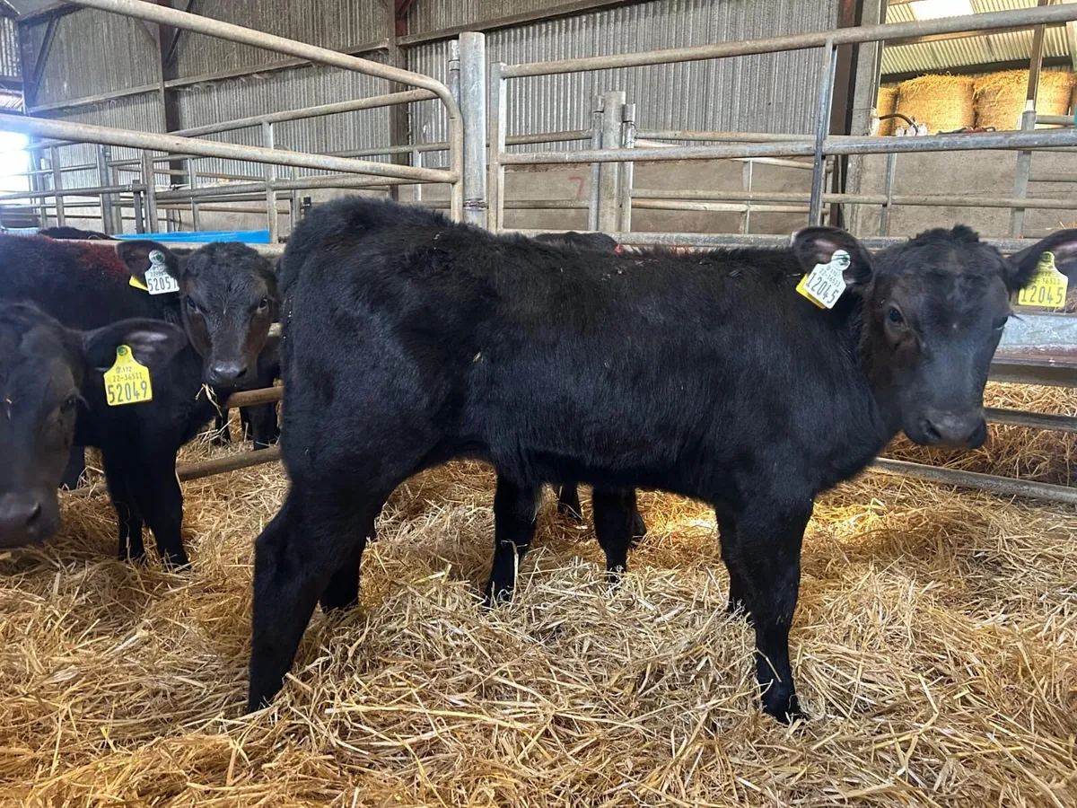 Angus calves - Image 4