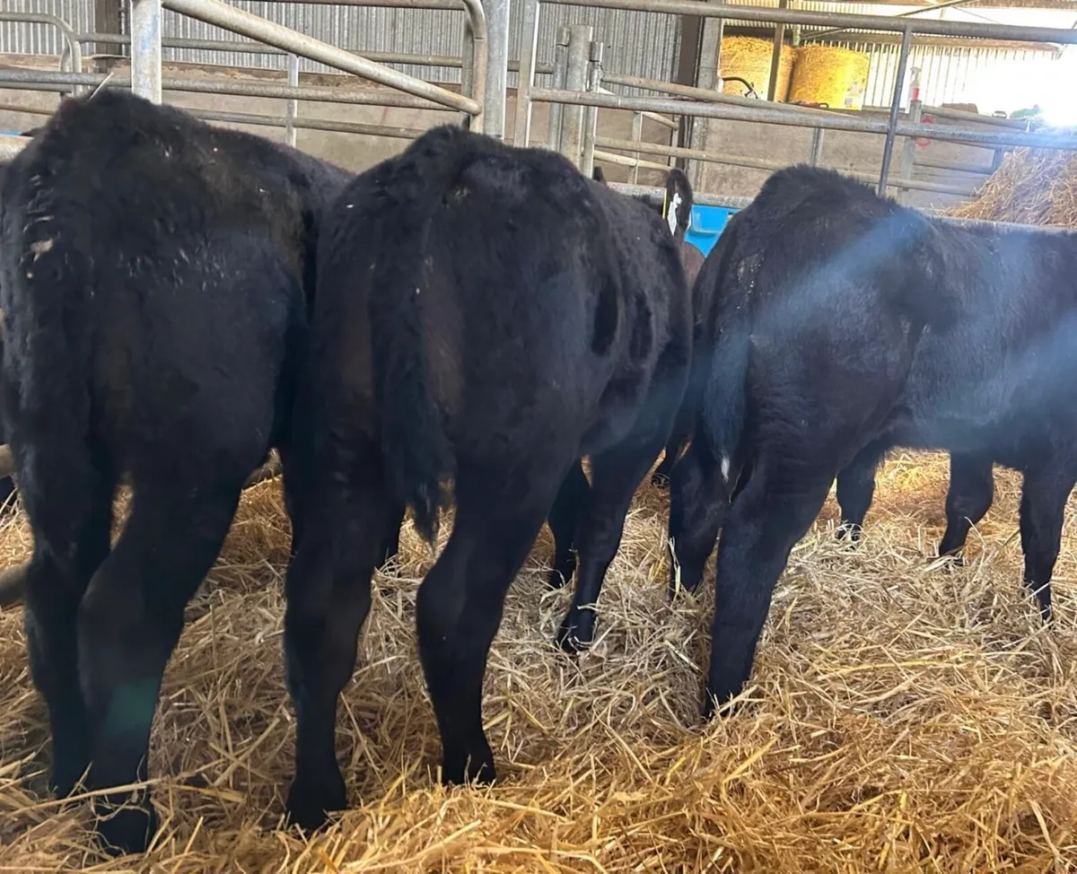 Angus calves - Image 1