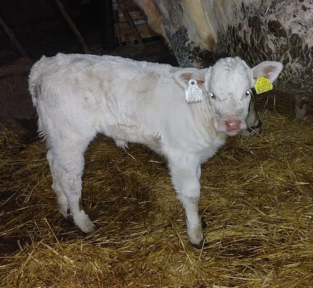 Charolais Calf Purebred - Image 1