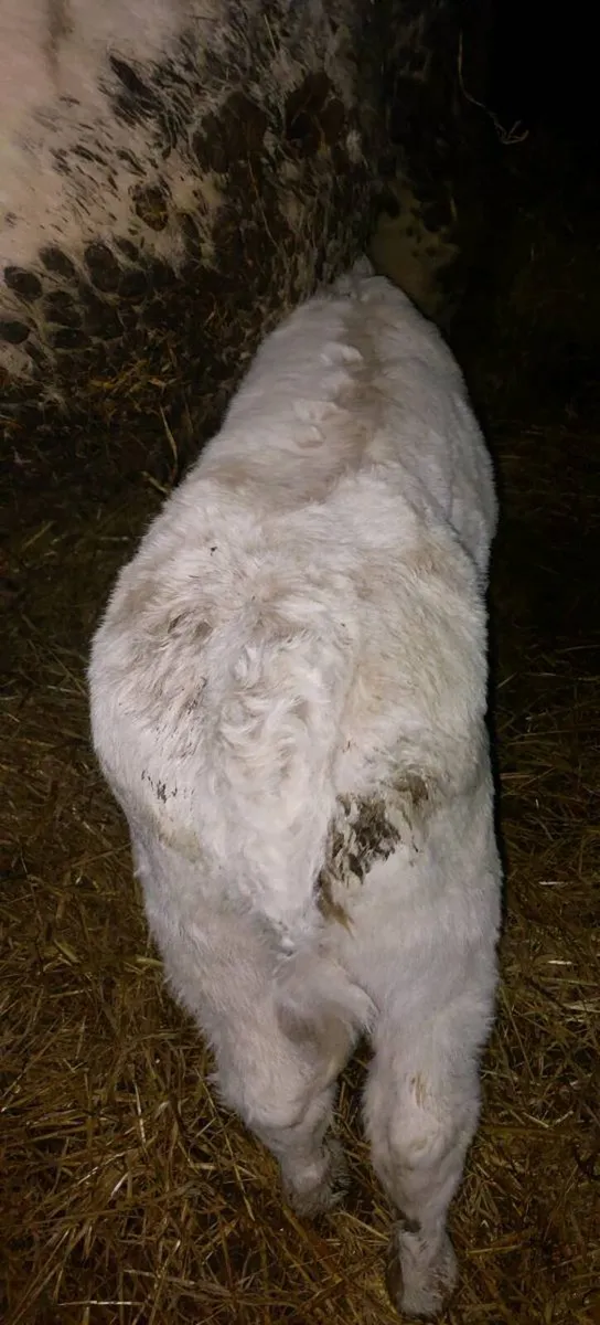 Charolais Calf Purebred - Image 2