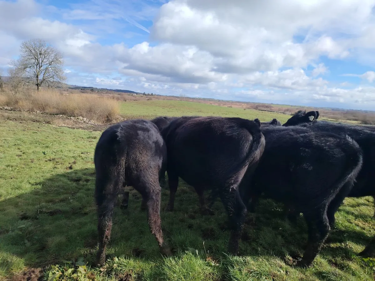 Bullocks & Heifers - Image 2