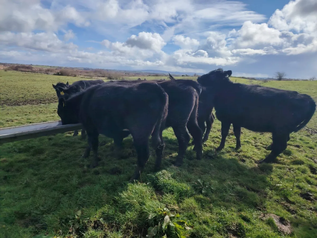 Bullocks & Heifers - Image 3