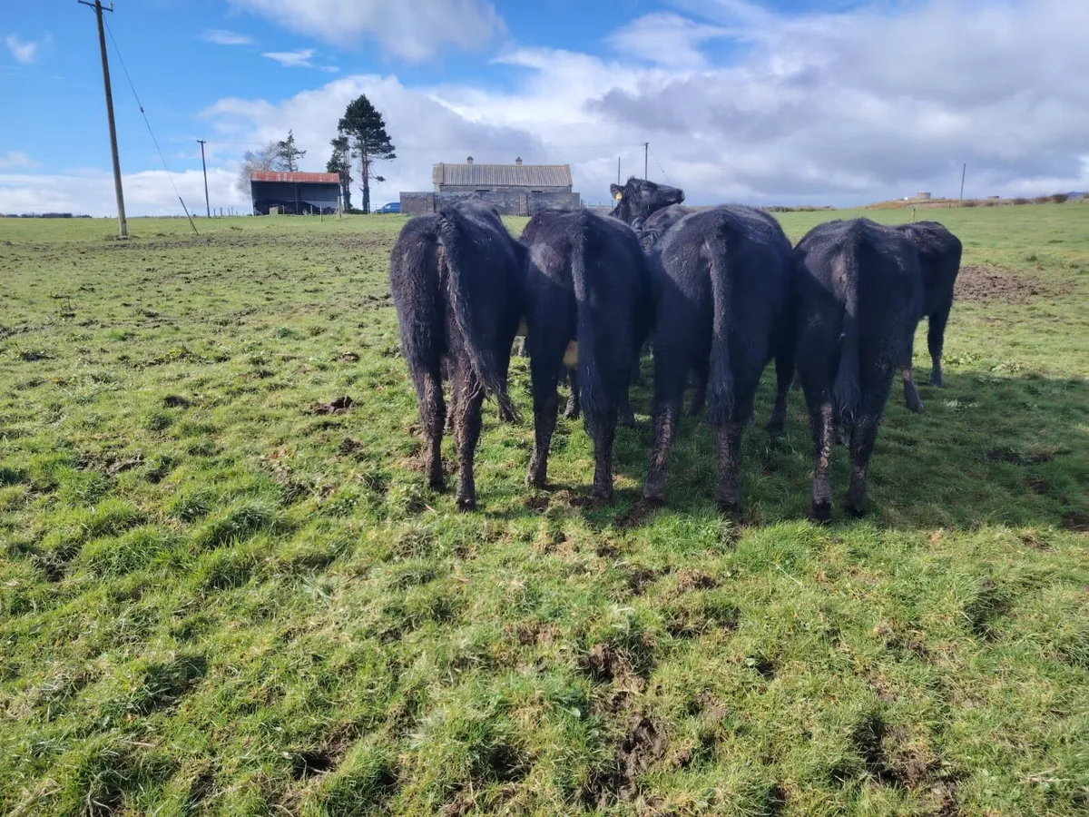 Bullocks & Heifers - Image 4