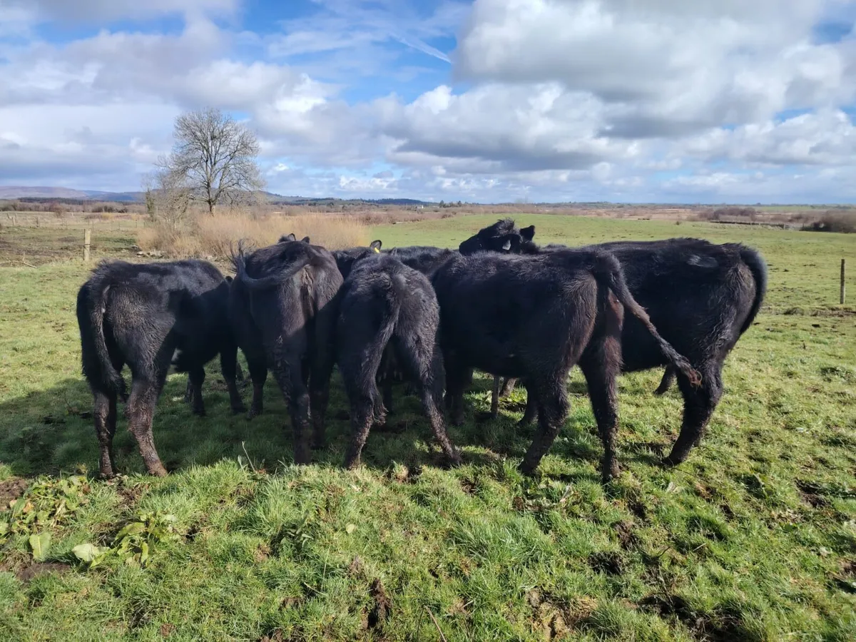 Bullocks & Heifers - Image 1