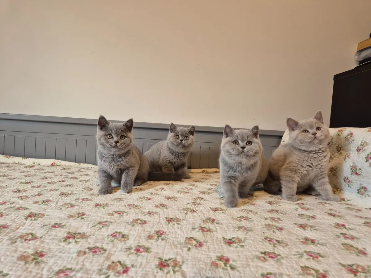 Purebreed British Shorthair Kittens (GCCFi) - Image 2