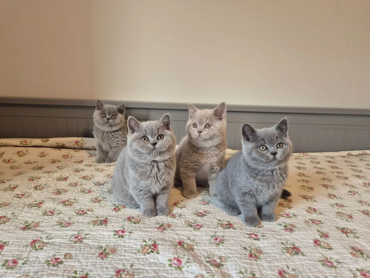 Purebreed British Shorthair Kittens (GCCFi) - Image 1