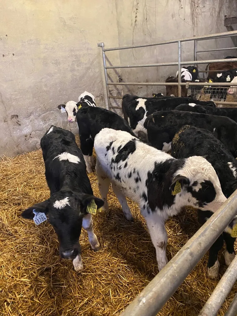 Calves - Image 1