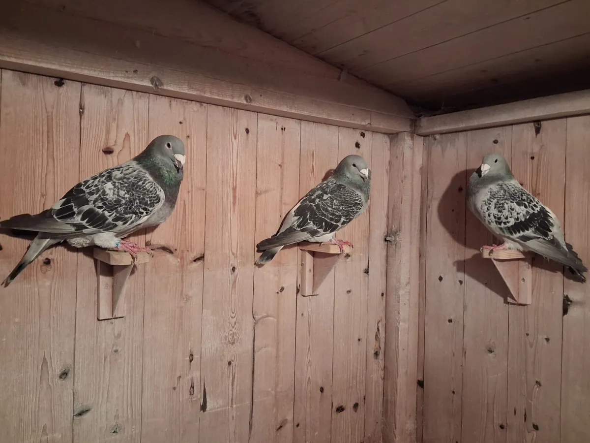 Showracers americanshowracers and colour racers - Image 1