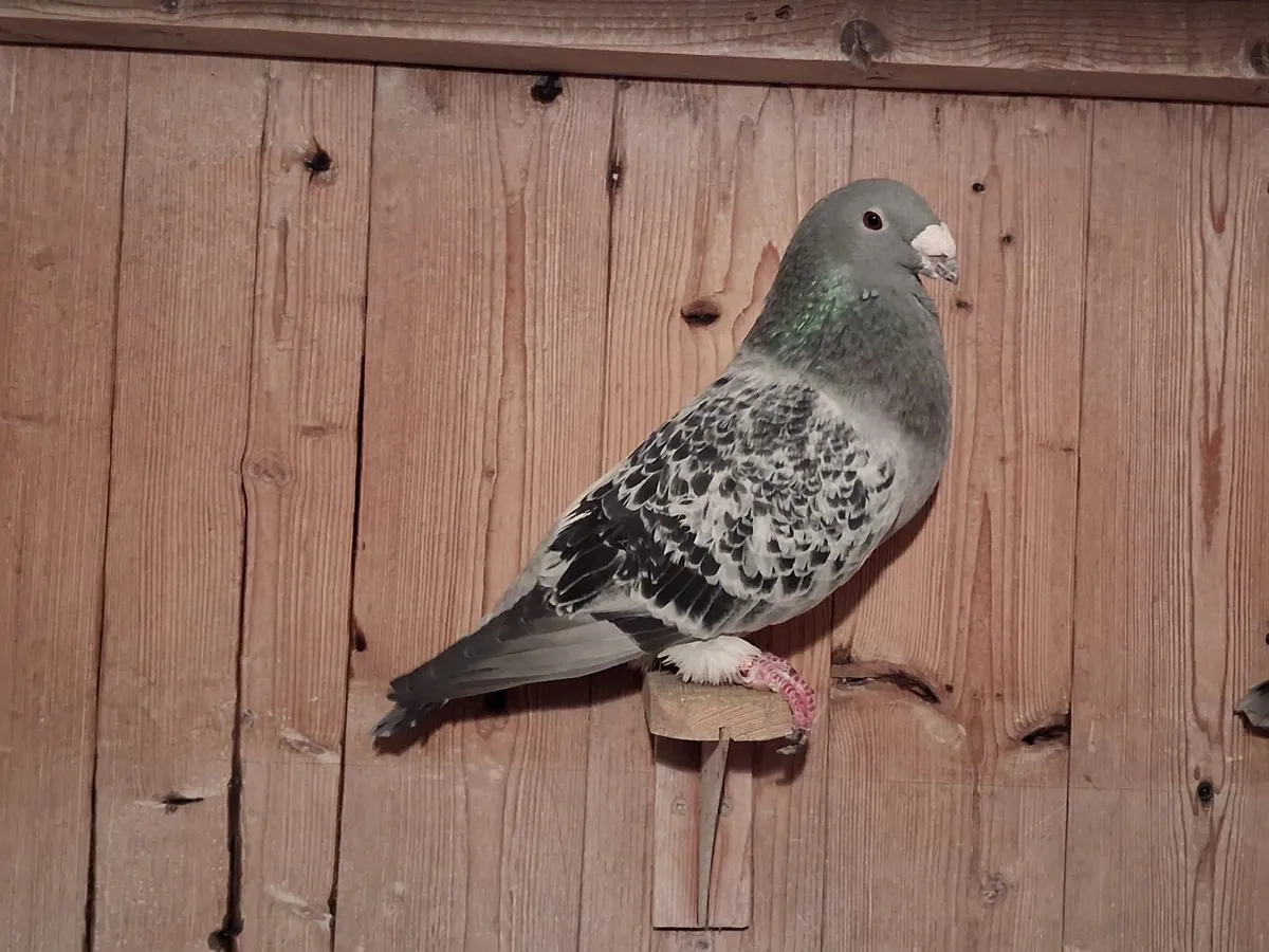 Showracers americanshowracers and colour racers - Image 2