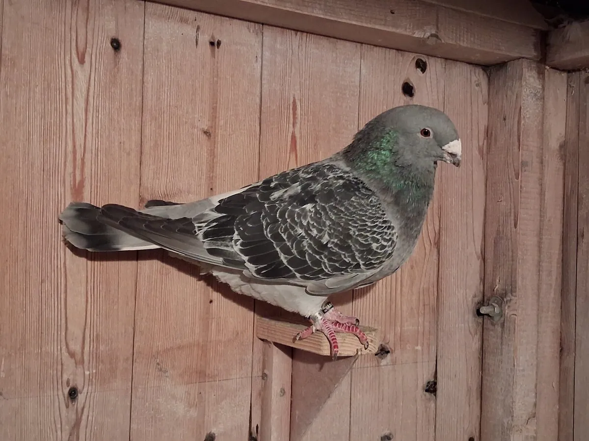 Showracers americanshowracers and colour racers - Image 3