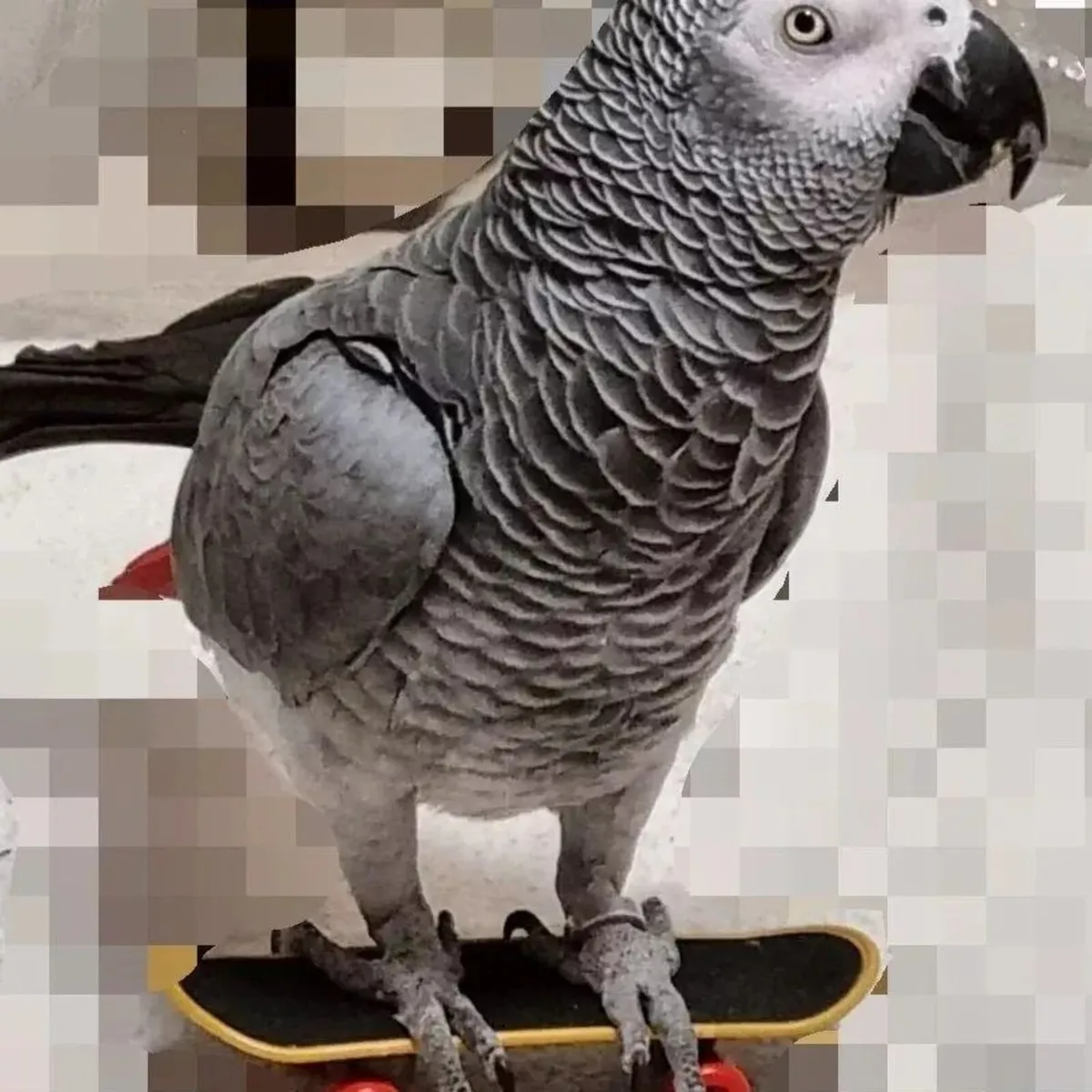 Africa grey parrot for sale - Image 2