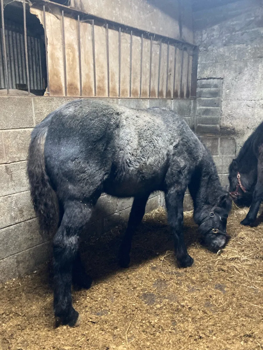 ⭐️Connemara Colt⭐️ - Image 1