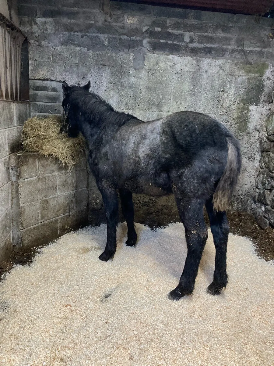 ⭐️Connemara Colt⭐️ - Image 2