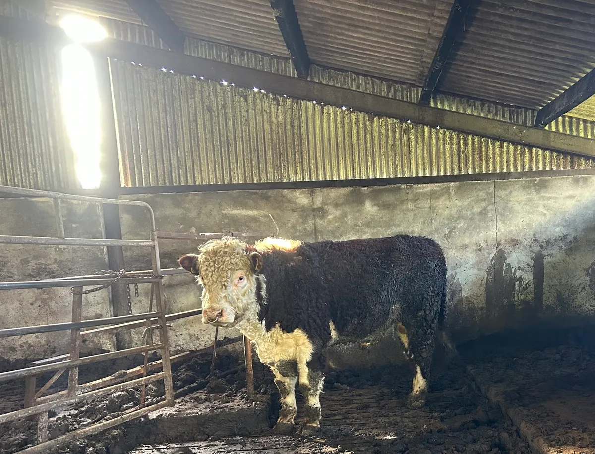 Hereford bull - Image 1