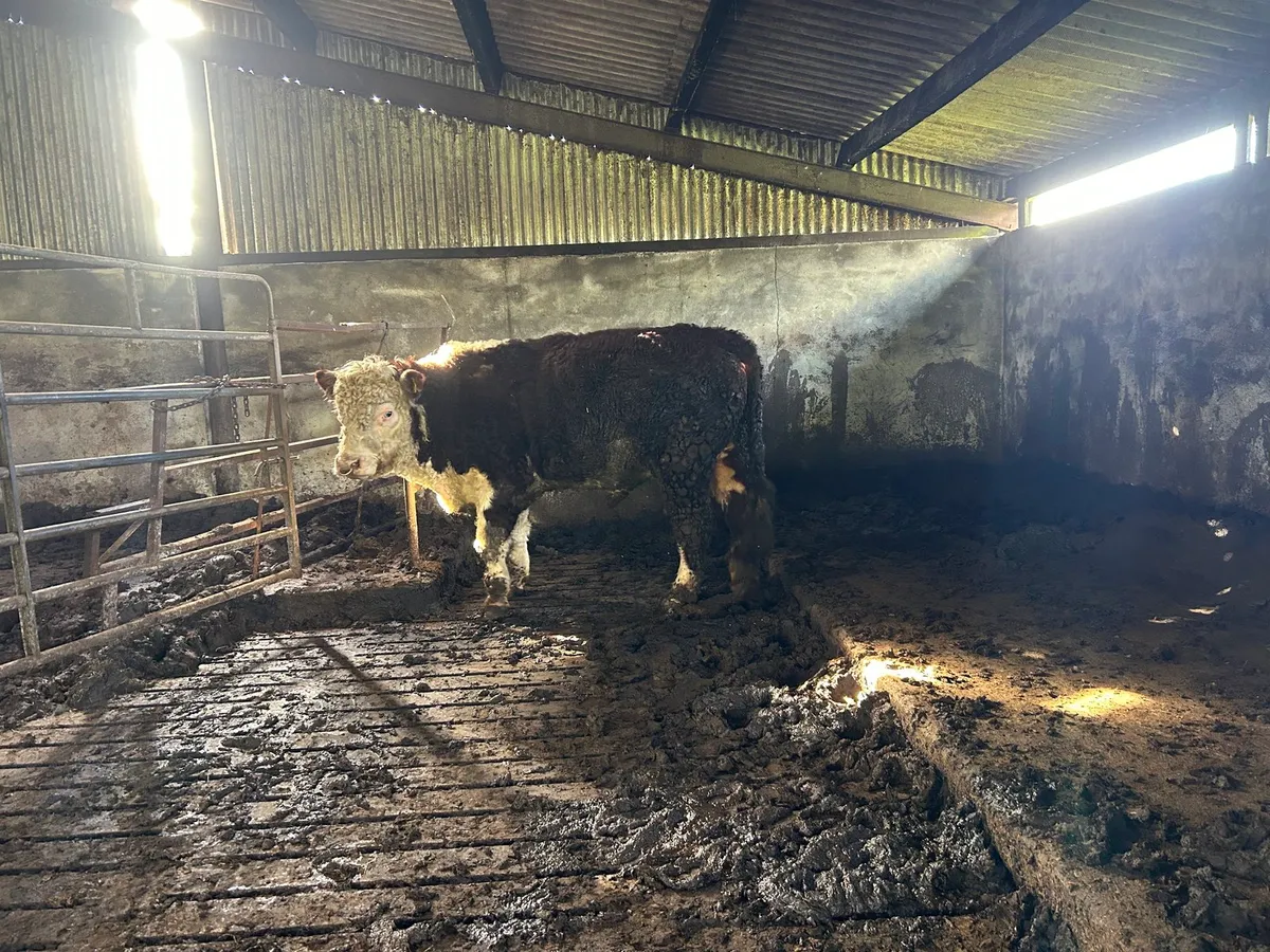 Hereford bull - Image 2