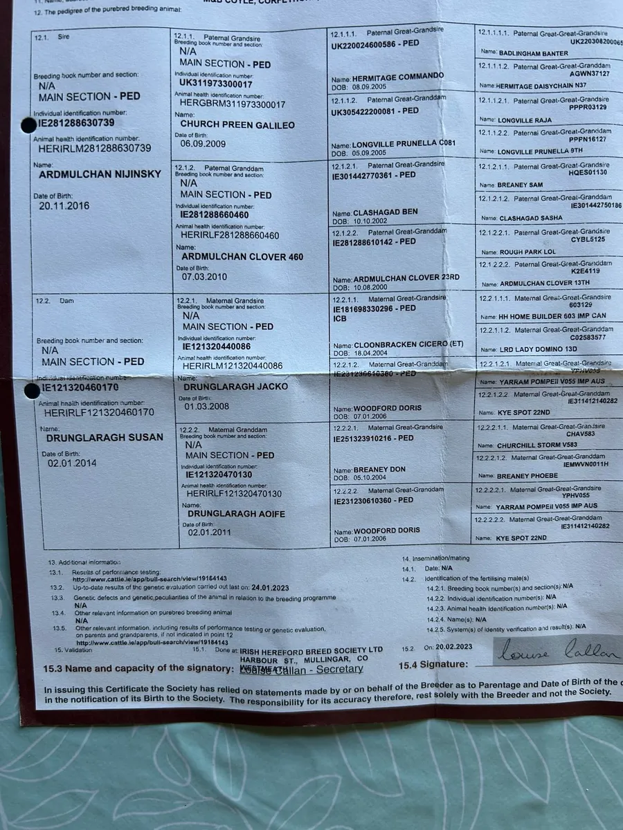 Hereford bull - Image 3