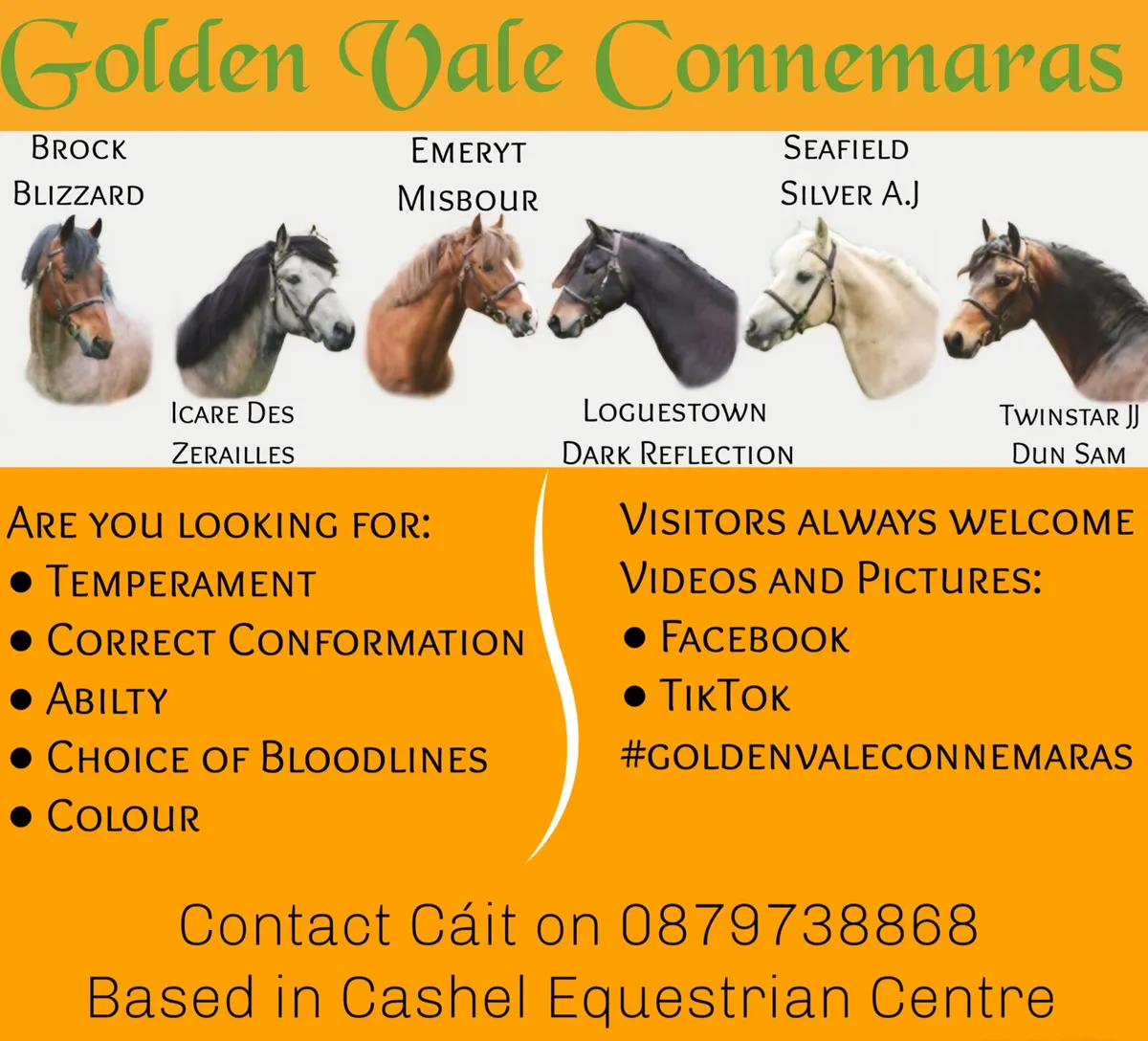 Connemara Stallions - Image 1