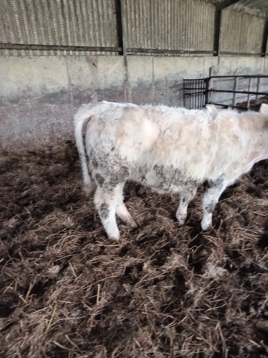 Charolais Heifer - Image 2