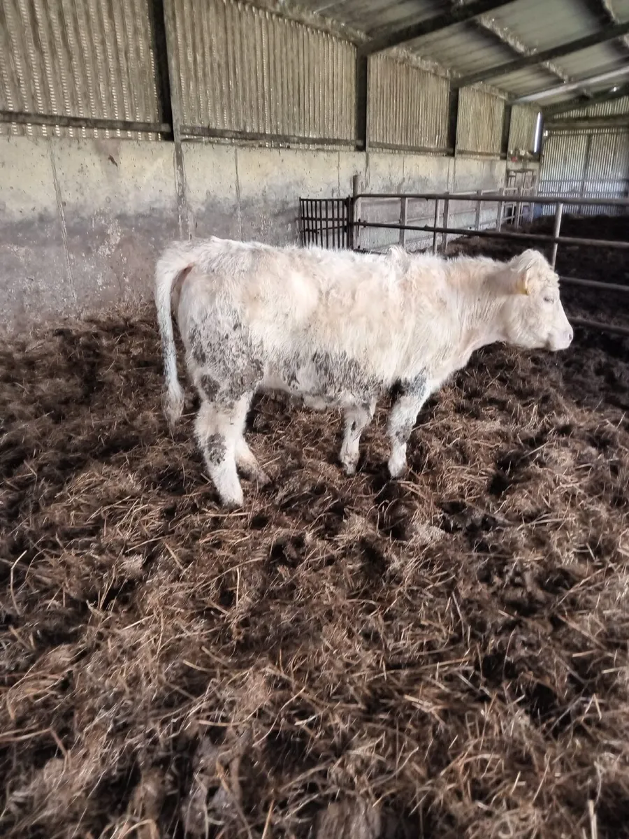 Charolais Heifer - Image 1