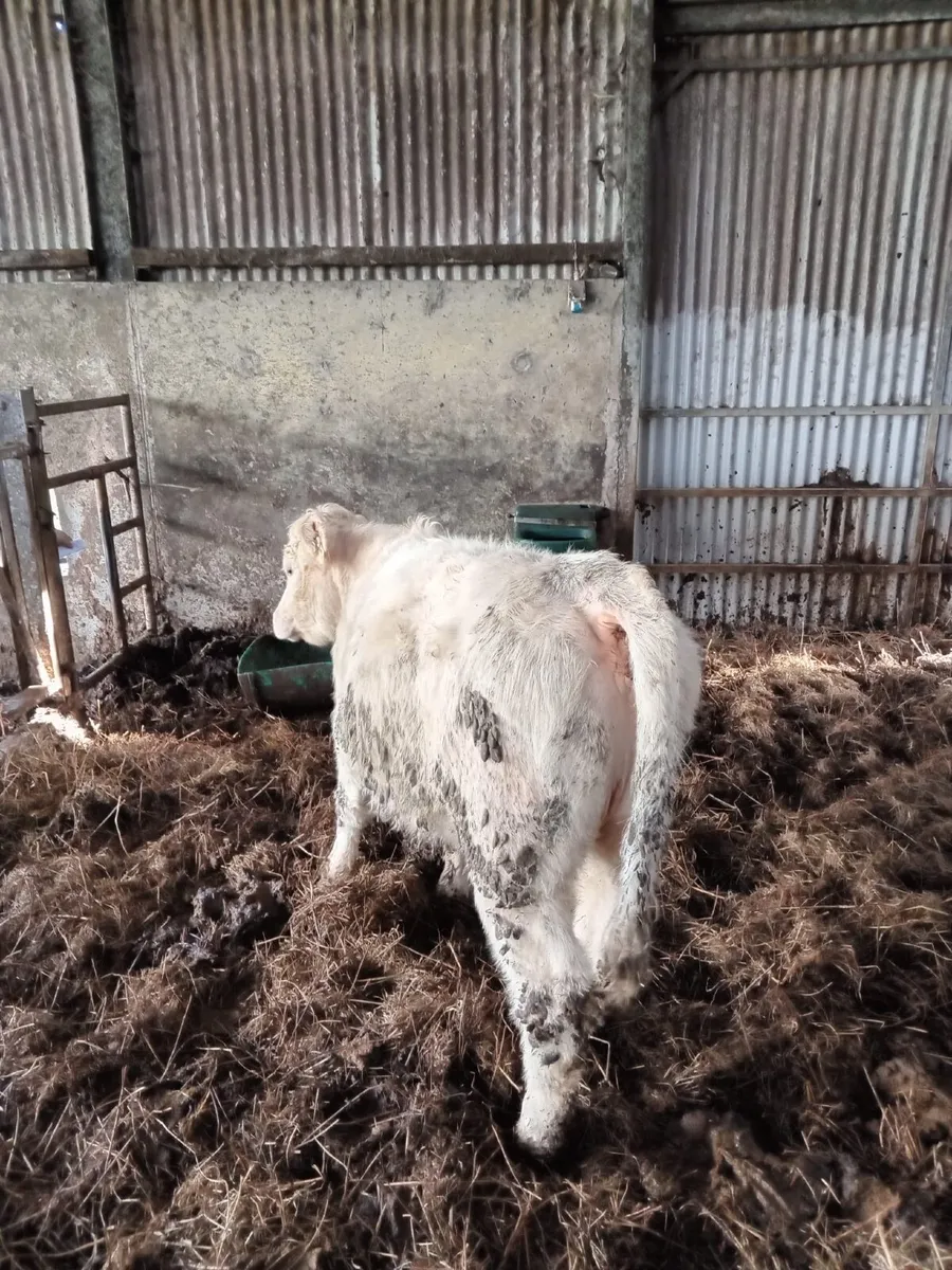 Charolais Heifer - Image 4