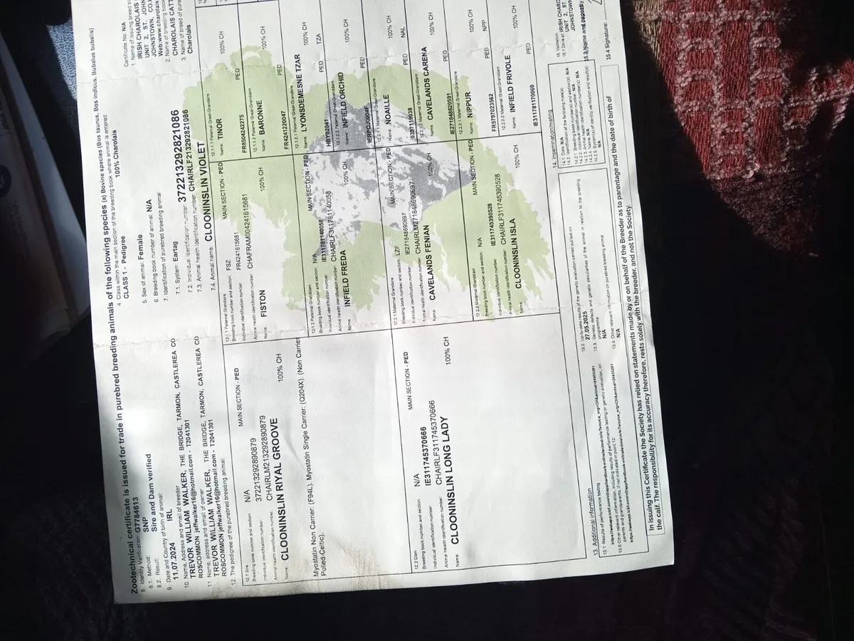 Charolais Heifer - Image 3