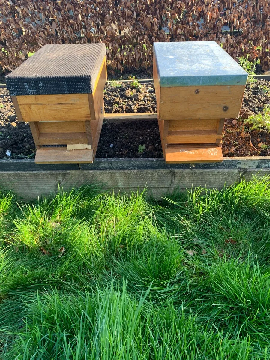Bees - Image 1