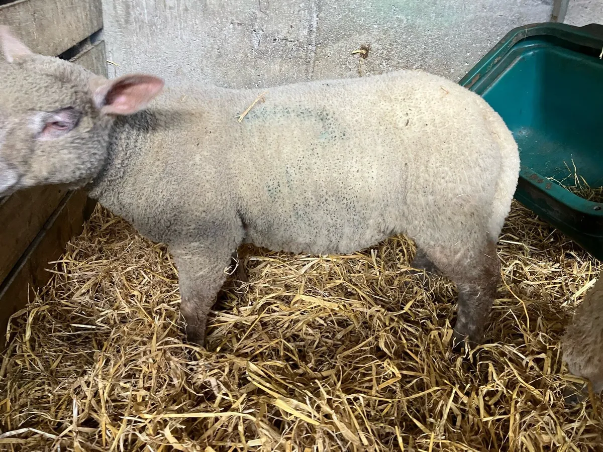 Pet foster weaned lambs - Image 3