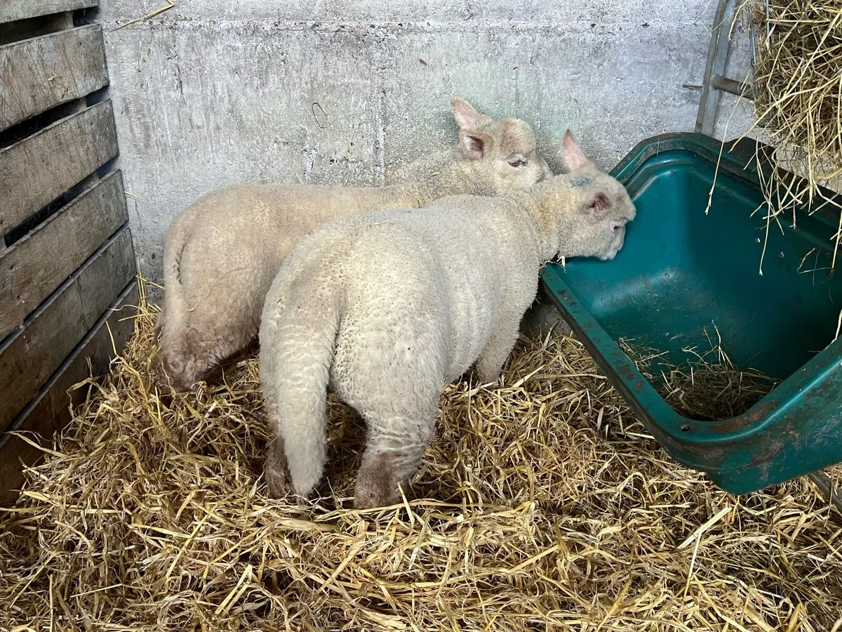 Pet foster weaned lambs - Image 4
