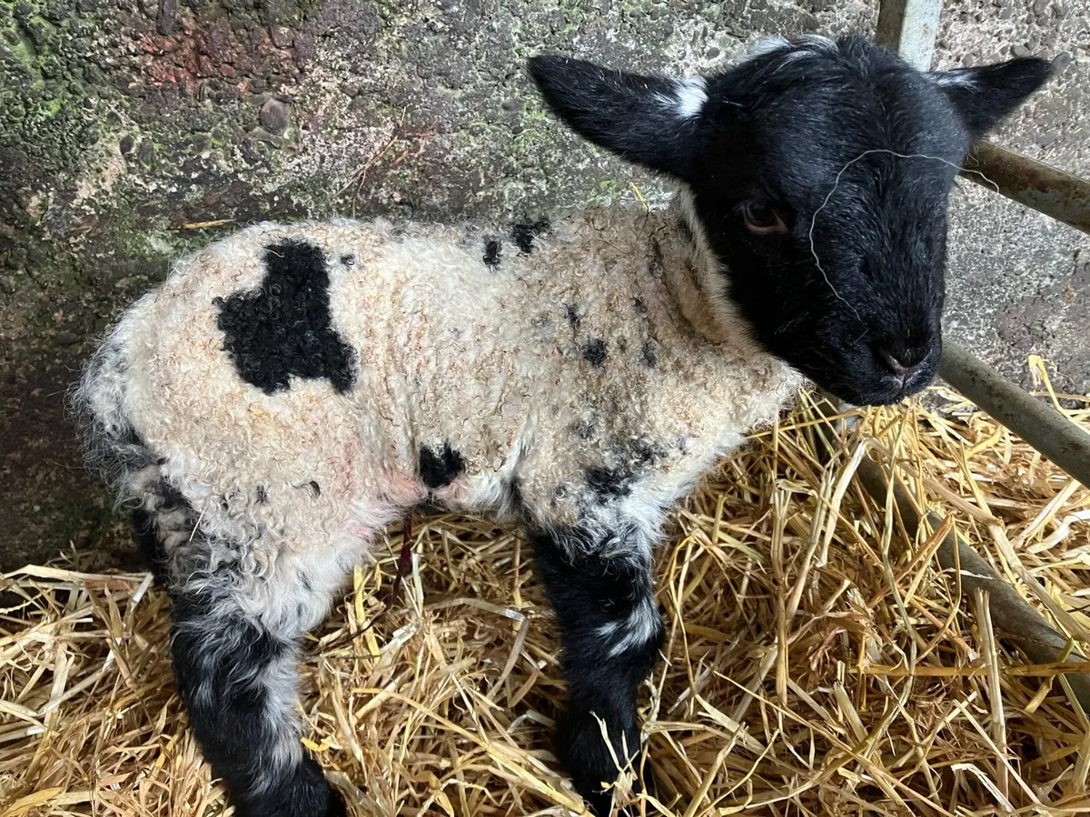 Pet foster weaned lambs - Image 1