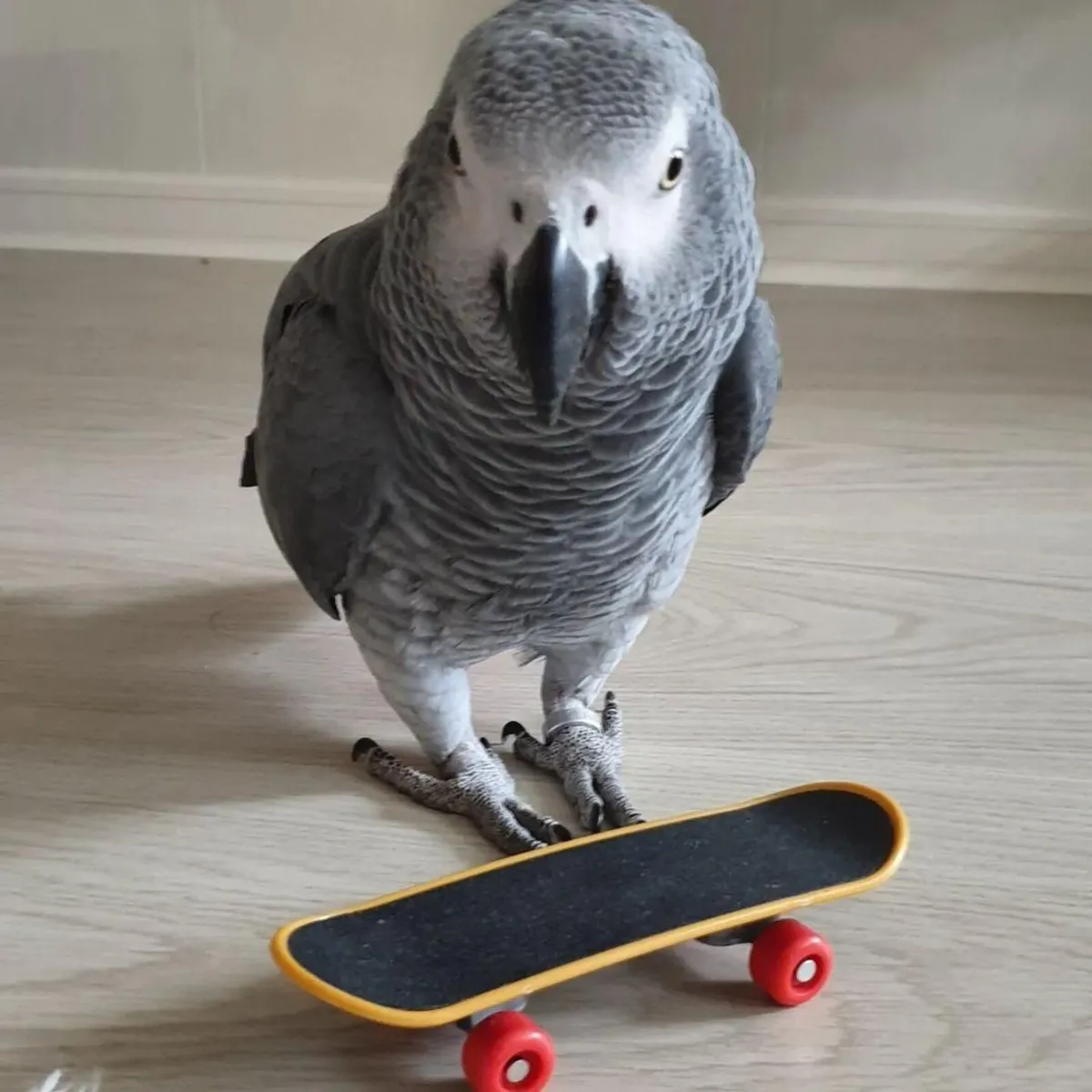 Africa grey parrot for sale - Image 3