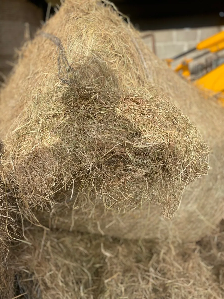 Horse hay - Image 1