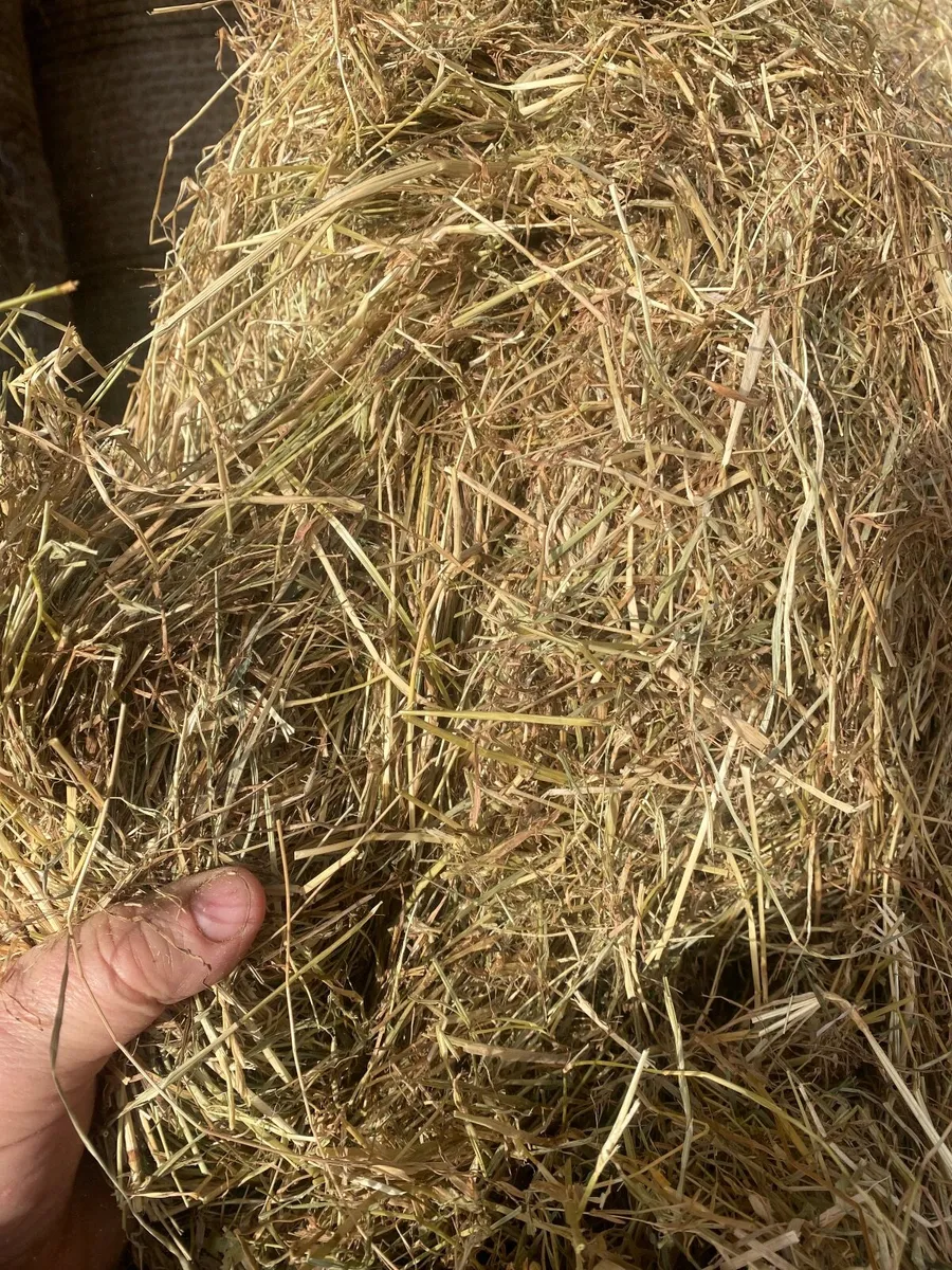 Horse hay - Image 3