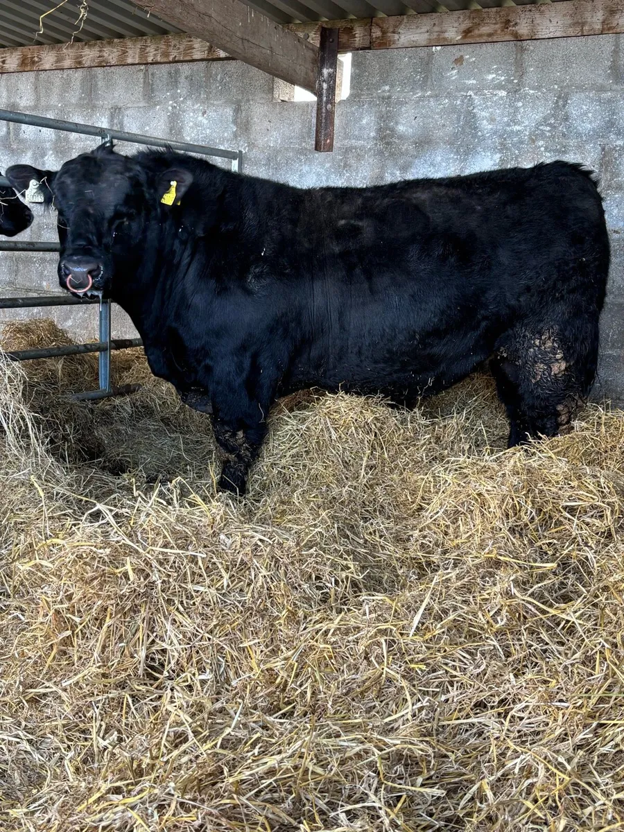 ⭐️Pedigree Angus Bull⭐️ - Image 2