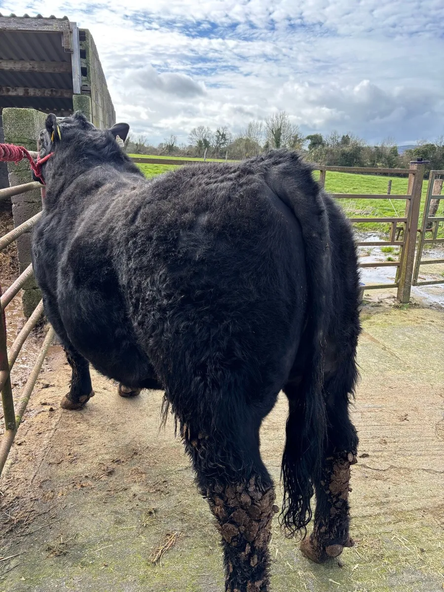 ⭐️Pedigree Angus Bull⭐️ - Image 1