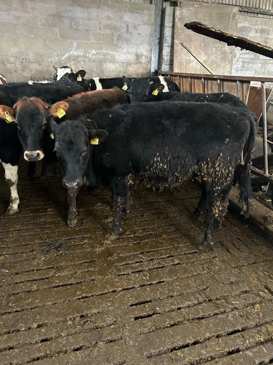 Angus heifers - Image 2