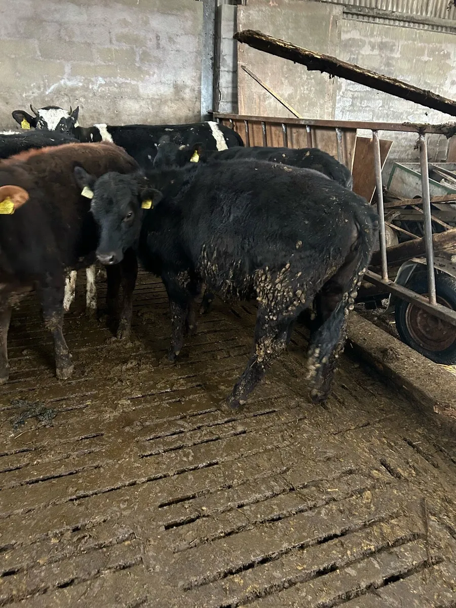 Angus heifers - Image 3